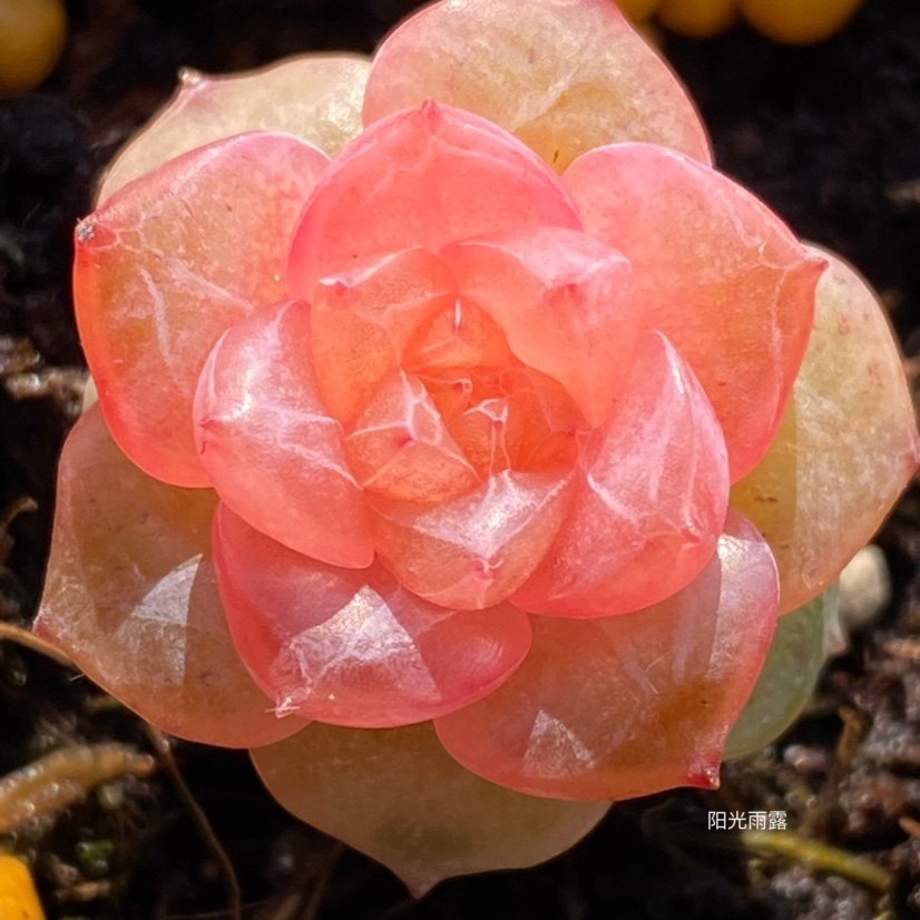 多肉 初夏 风花雪月系列 主图母本定向繁殖 一物一拍 花陌X熊猫,鲜花速递/花卉仿真/绿植园艺,多肉植物,淘宝优惠券,粉丝福利购,淘宝优惠卷