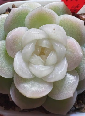 多肉 财富密码 主图HY母本定繁 一物一拍 包品种 蜗牛大叔多肉