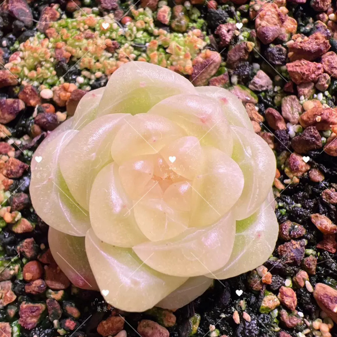 蜗牛大叔财富密码888款 主图葵葵子母本定繁 一物一拍多肉,鲜花速递/花卉仿真/绿植园艺,多肉植物,淘宝优惠券,粉丝福利购,淘宝优惠卷