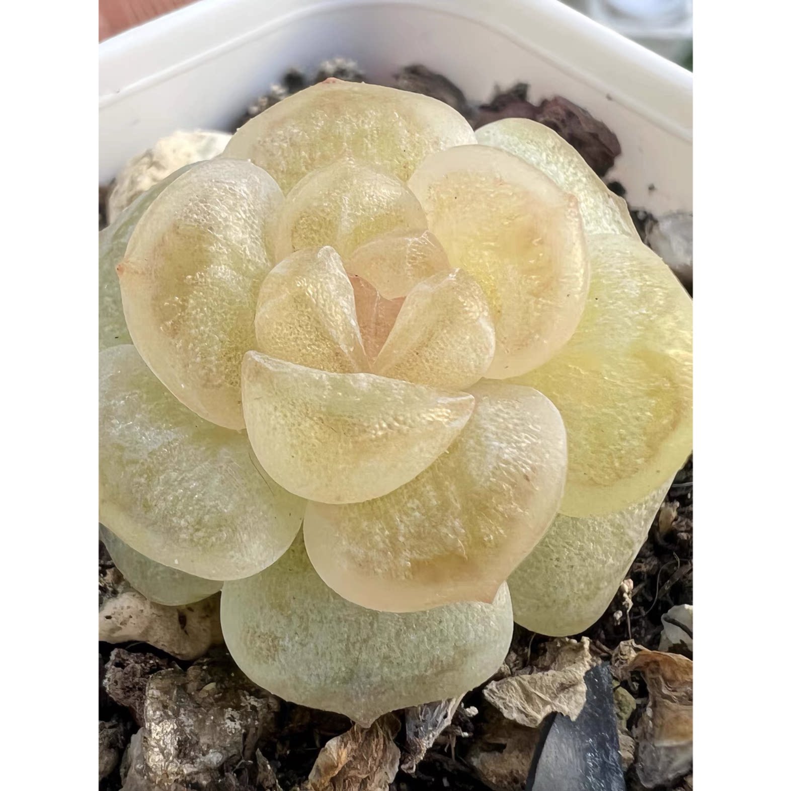 王者系列糖心-304 定向繁殖 一物一拍多肉