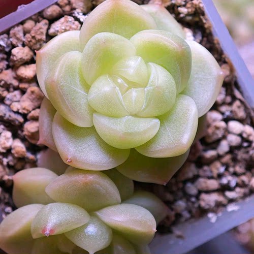 朱小姐花房-波波定向繁殖多肉