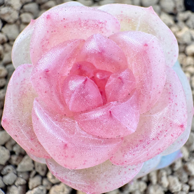 3005追月呱唧呱唧追月珍妮多肉