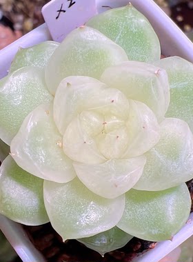 33新品-X2定向繁殖多肉