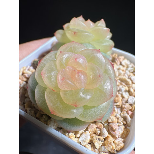 花陌派新品BL-54定向繁殖