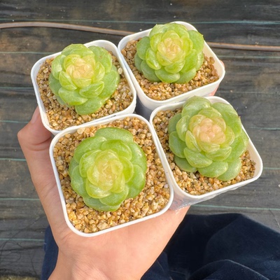 呱唧呱唧多肉-纯牛奶定向繁殖