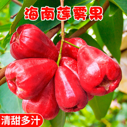 海南红宝石莲雾水果5斤当季新鲜水果特大果雾莲黑金刚连雾果整箱3