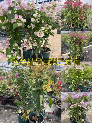 精品高飘原盆原土四季勤花优美