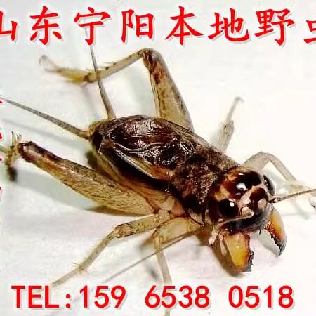 宁阳县泗店本土野生蟋蟀活体