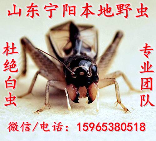 宁阳县泗店本土野生蟋蟀活体