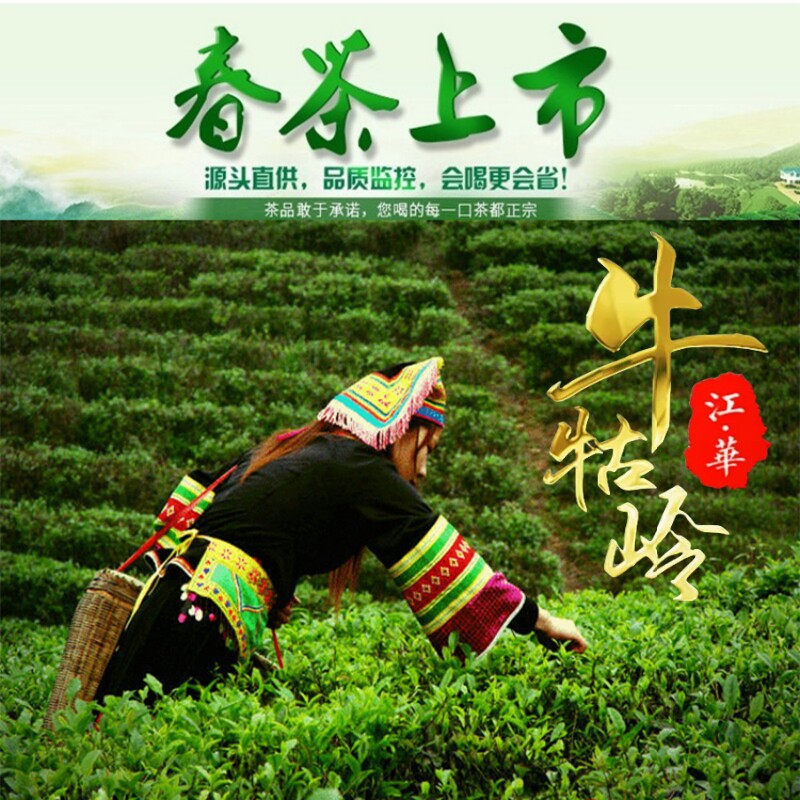 江华苦茶湖南永州特产江华红茶桥市红茶特产100克蜜香红茶新茶