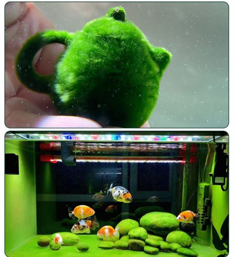 原生缸净化短绒藻长绒藻藻球藻石引藻源绿藻球苏虾藻金鱼缸绿地毯