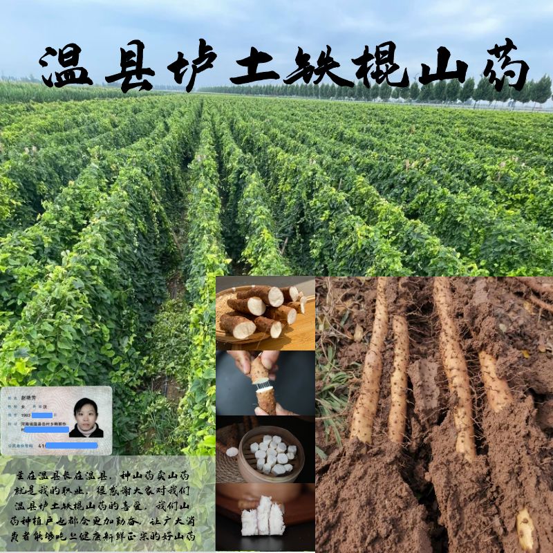 河南焦作温县垆土铁棍怀山药山药非淮山药5斤小果实惠装粉面口感