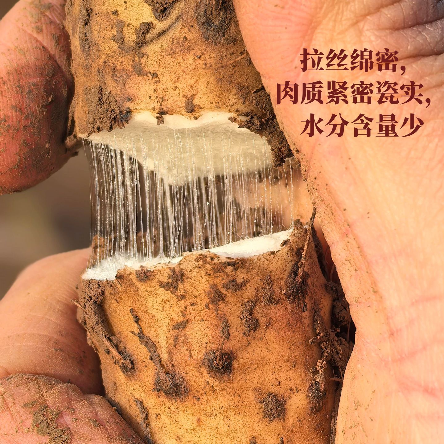 【正品】河南焦作温县新鲜同泽
