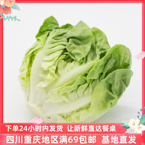 新鲜奶油生菜沙拉蔬菜顺丰包邮