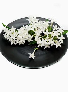 新鲜白色五星花50朵 白五星 酒店西餐冷艺摆盘装饰鲜花 小花