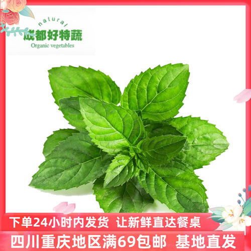新鲜薄荷调酒食材西餐香料