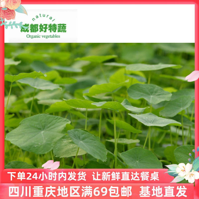 农场直供旱金莲叶新鲜蔬菜西餐装饰食材包邮Nasturium leaf60片