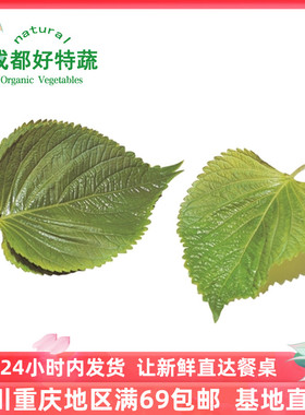 新鲜蔬菜紫苏叶 大叶  日料食材 顺丰包邮shisho leaf 50片