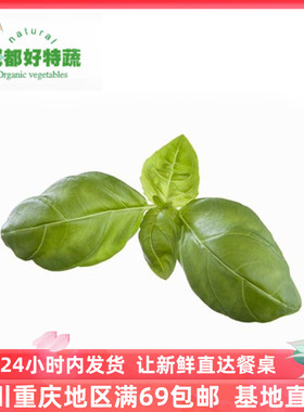基地直供罗勒叶金不换特色食材新鲜香料顺丰包邮Basil 100G