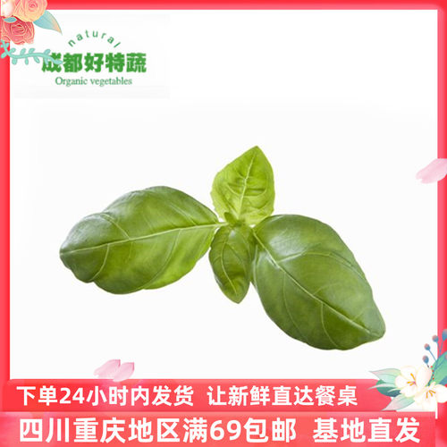 基地直供罗勒叶金不换特色食材新鲜香料顺丰包邮Basil 100G