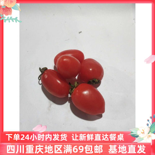 红圣女果小番茄 新鲜沙拉水果顺丰包邮Red Saint Fruit500g