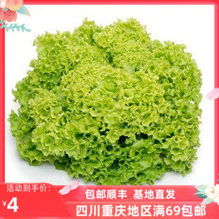 绿叶生菜 花叶生菜 绿珊瑚生菜 沙拉蔬菜 green lettuce 250克属于什么档次？