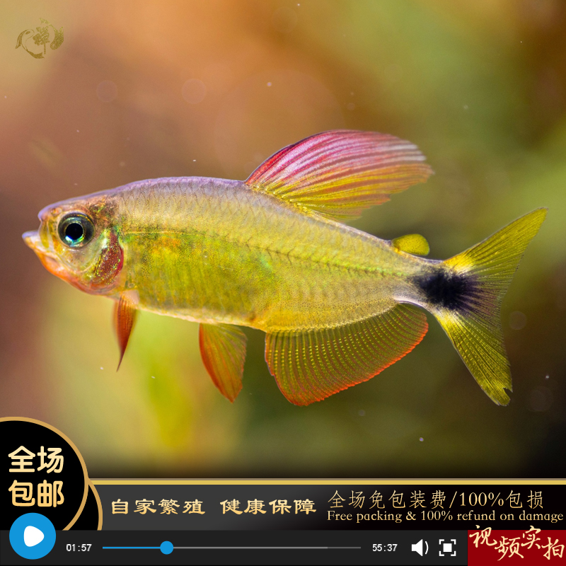 鱼禅水族好养漂亮热带鱼蝴蝶凯蒂