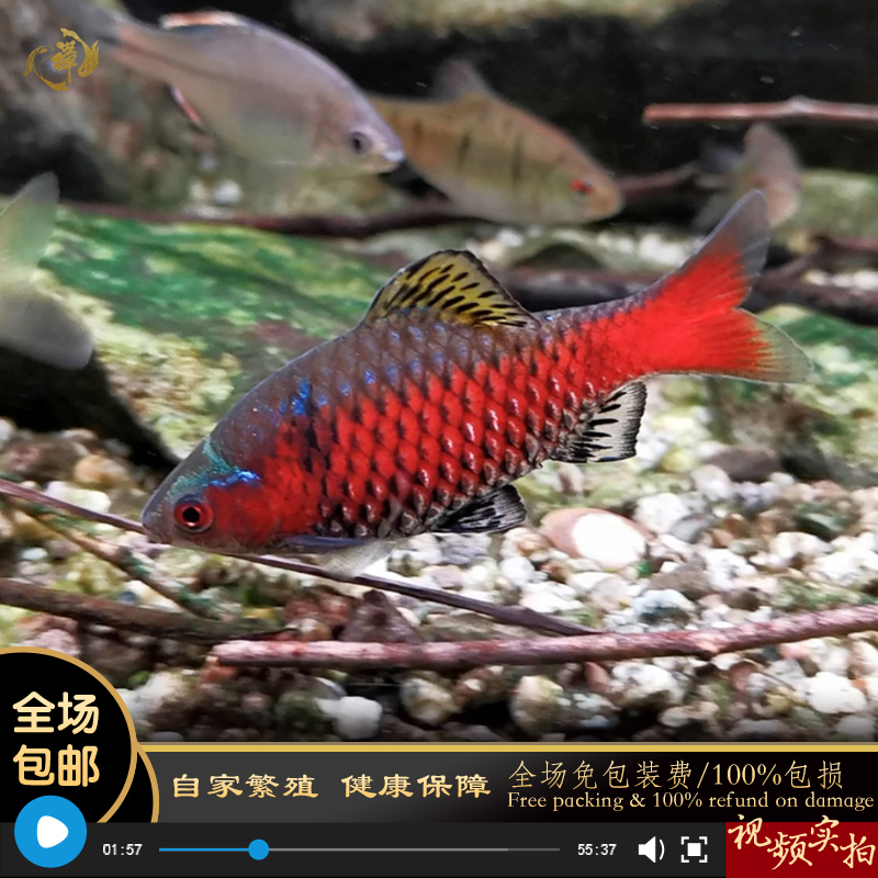 鱼禅水族钻石彩虹鲫进口鲤科冷水好养热带鱼小型活体群游观赏鱼