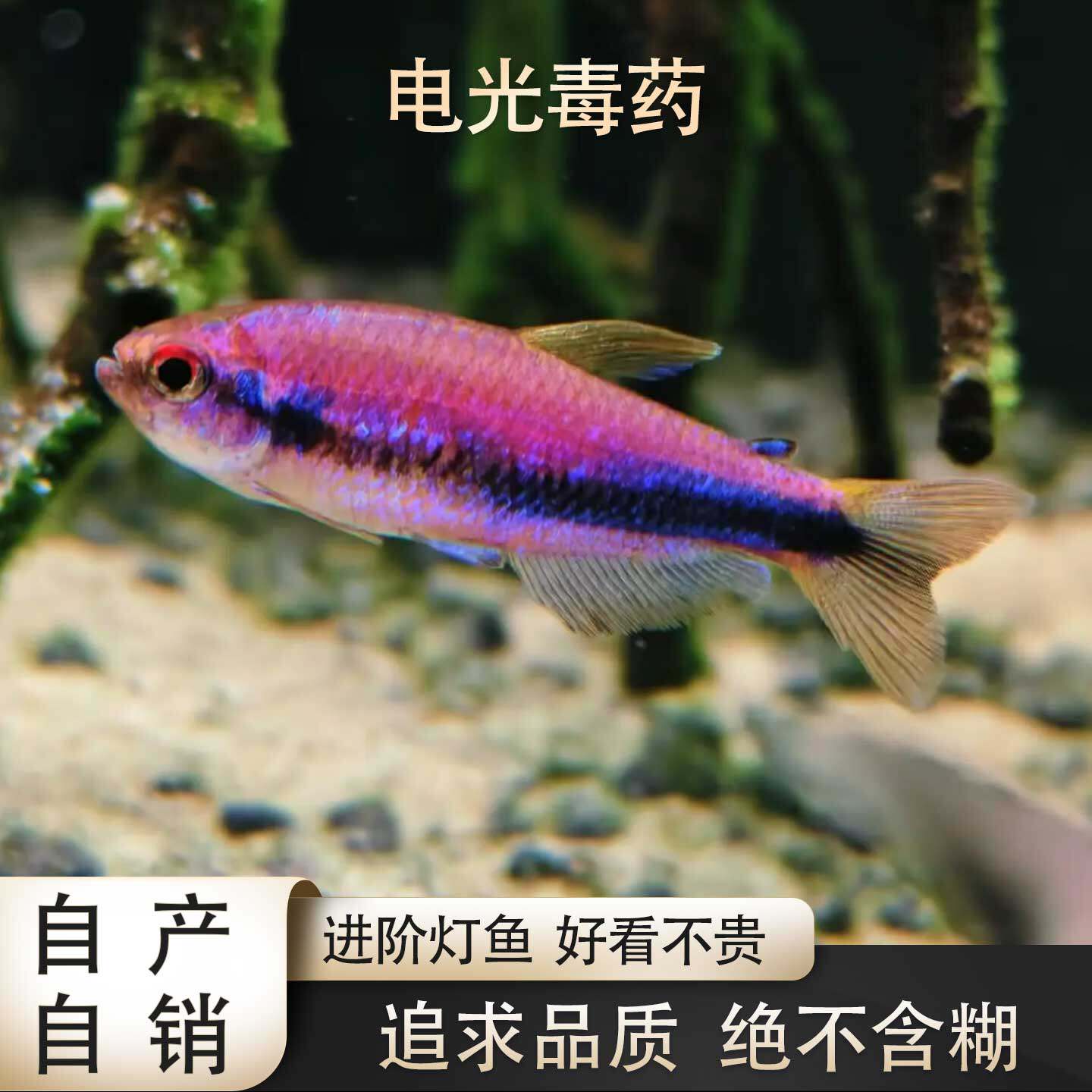 鱼禅水族黑剑电光毒药灯鱼高端南美草缸淡水鱼禅热带鱼观赏鱼活体