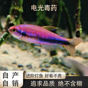 鱼禅水族黑剑电光毒药灯鱼高端南美草缸淡水鱼禅热带鱼观赏鱼活体