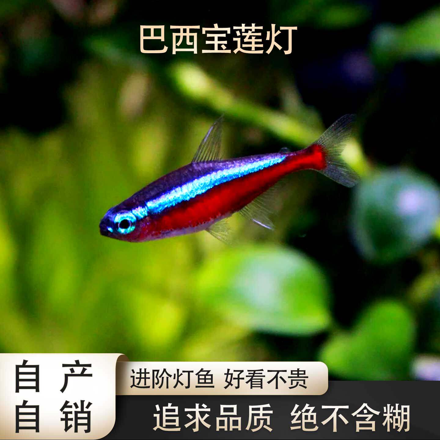 鱼禅水族巴西宝莲灯钻石霓虹灯鱼南美草缸群游巴西小型热带观赏