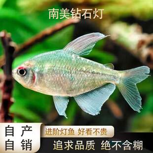 鱼禅水族南美钻石灯南美稀有淡水鱼中下层灯草缸混养群游鱼很漂亮