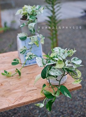 PHYSIS特别的美」大理石皇后绿萝花叶带锦ins风室内好养盆栽