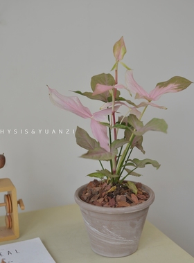 PHYSIS 植物复古系粉红飞溅合果芋室内疯长盆栽美观好养ins风植物
