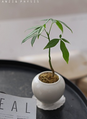 PHYSIS口袋宝贝 迷你实生发财树瓜栗树室内超好养小植物耐阴耐旱