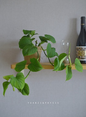 PHYSIS绿色心脏」秘鲁蔓绿绒室内超耐阴盆栽净化空气美观垂藤