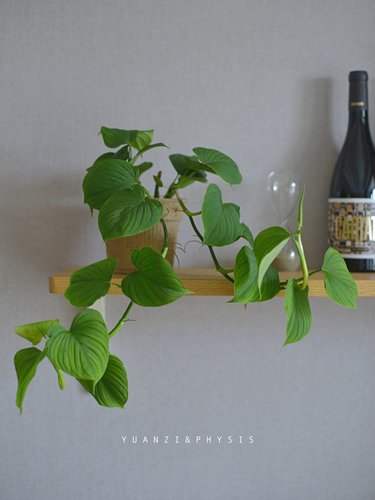 秘鲁蔓绿绒室内净化空气耐阴垂藤