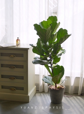 PHYSIS琴叶榕室内净化空气大型高档盆栽北欧网红绿植