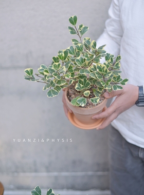 PHYSIS花叶三角榕Ficus triangulari室内外好养盆栽ins风植物系列
