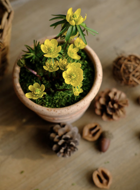 PHYSIS冬日盛宴vol.2菟葵室内外耐寒盆栽小苗带芽发货ins露养爆盆