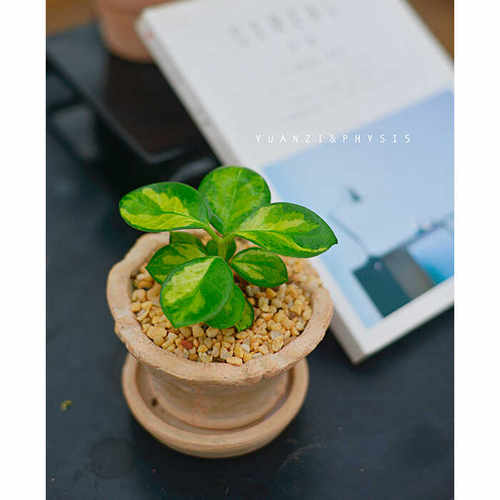 南方内锦球兰生性强健耐热开花