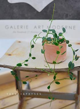 PHYSIS HOYA系石生球兰室内超好养小众植物耐热耐阴懒人植物