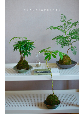 PHYSIS绿色星球VOL.2」苔藓球美人树蓝花楹发财树柠檬派蕨室内超
