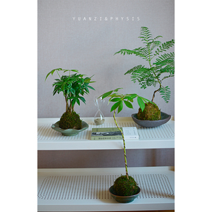 PHYSIS绿色星球VOL.2」苔藓球美人树蓝花楹发财树柠檬派蕨室内超