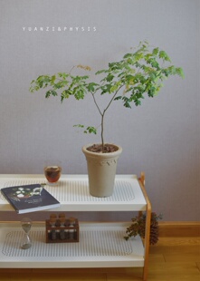 PHYSIS舞动眉梢的」巴西铁室内好养绿植耐热朝九晚五耐阴ins风