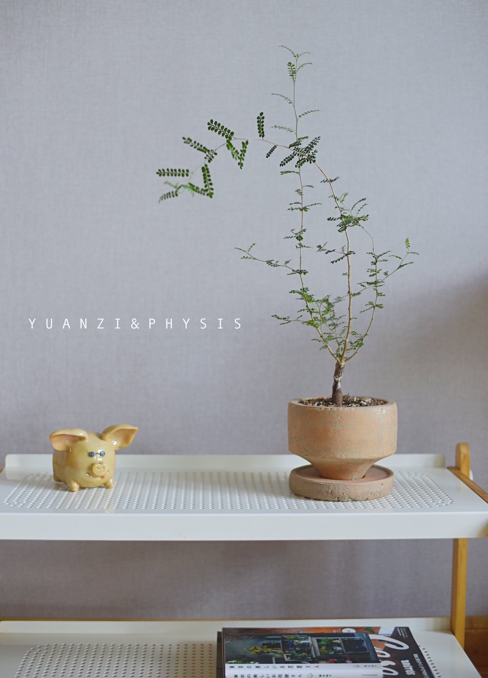 PHYSIS盆植一体的块根艺术入门漆树列加象足漆室内外好养盆栽525