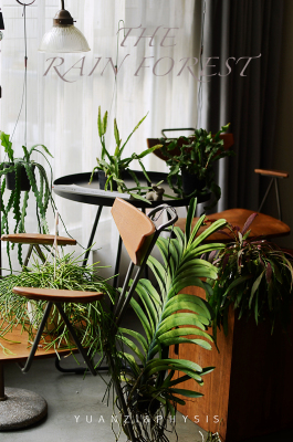 卷叶昙花丝苇三角令箭喀秋莎