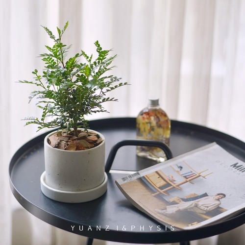 胡椒木迷你盆栽四季常青