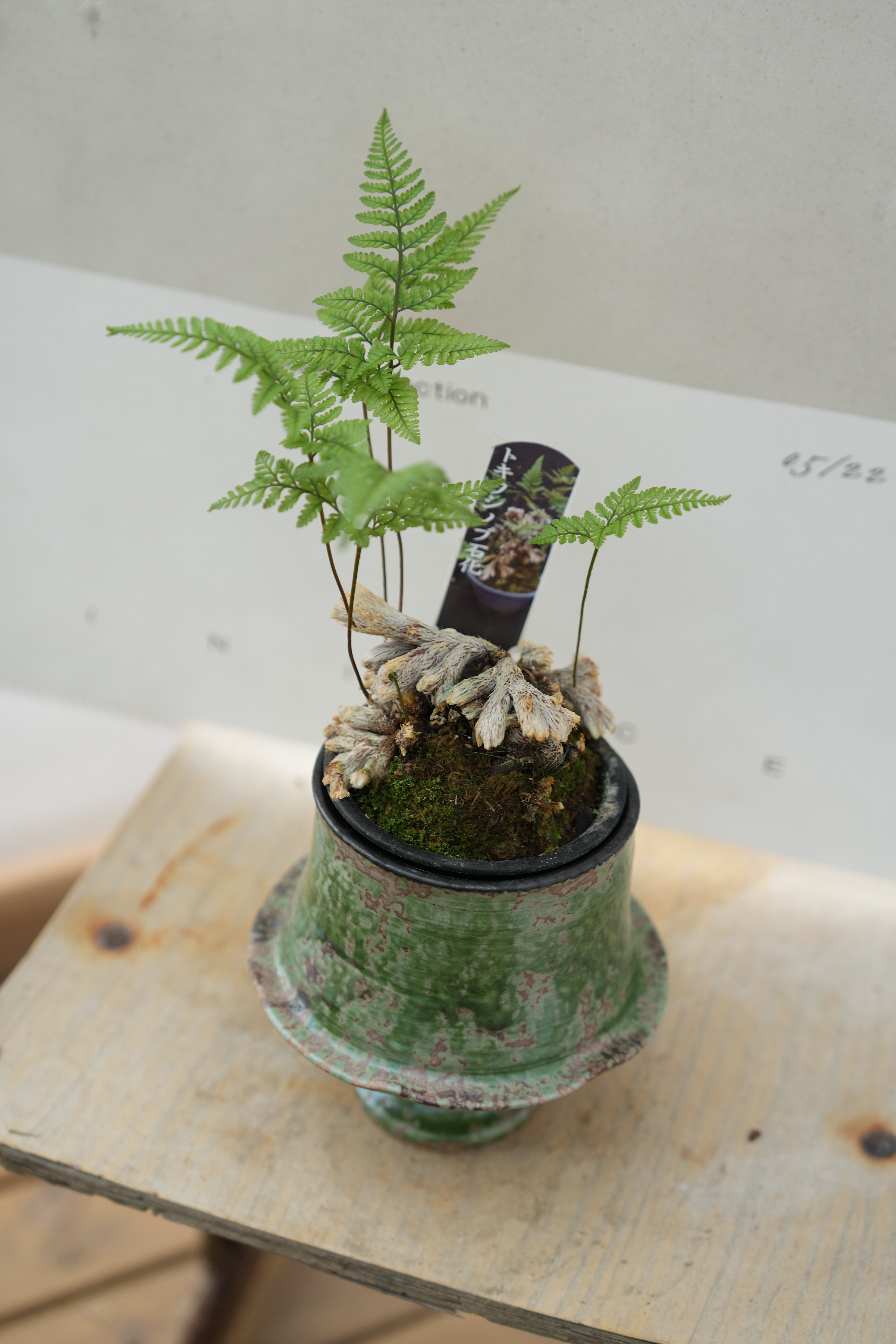 猫爪蕨白绒根茎如猫爪抓石