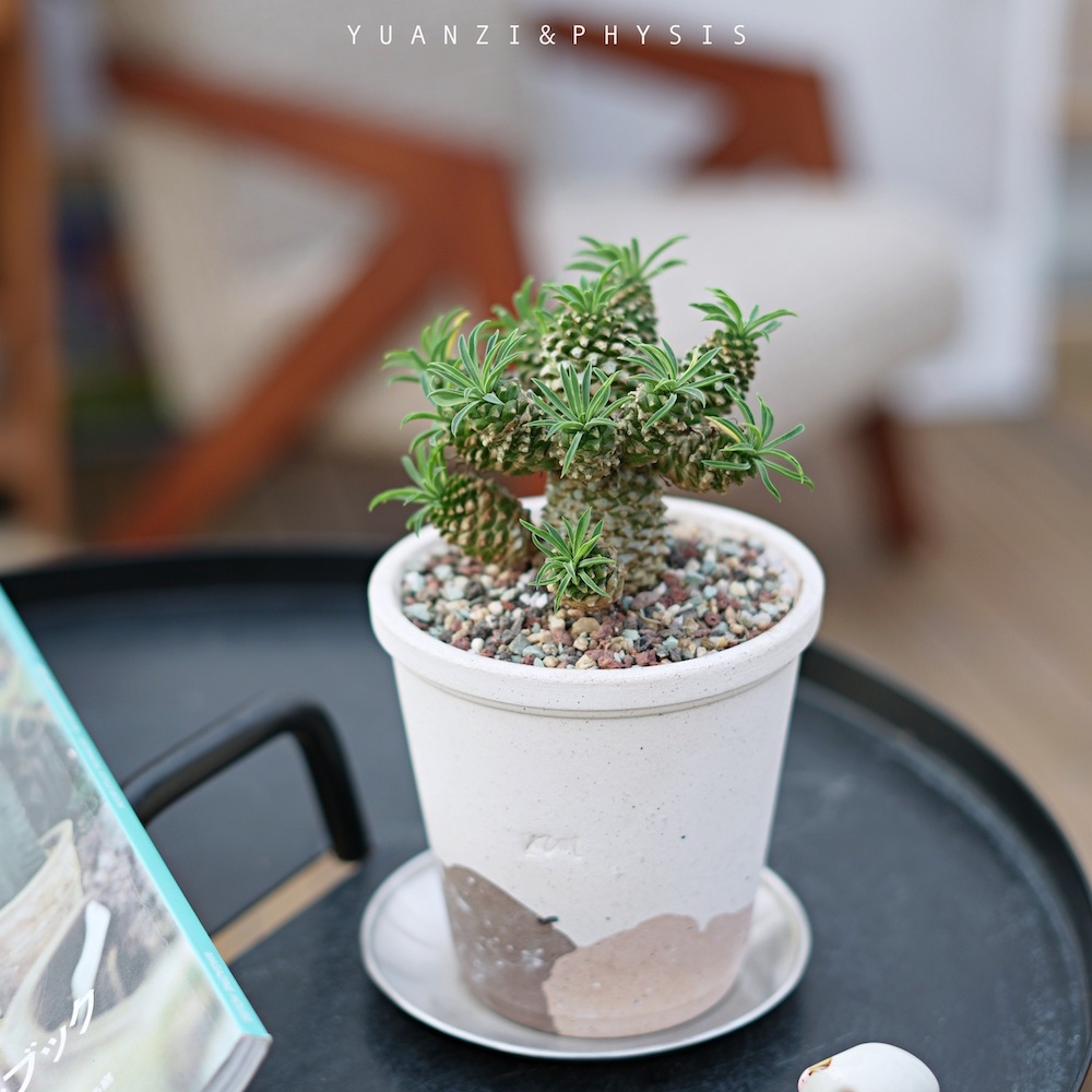 块根植物铁甲麒麟铁好养